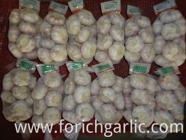 Normal Fresh White Garlic Size 5 0